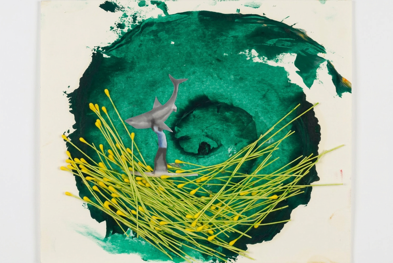 Shark Nest